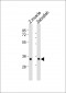 Zebrafish s1pr2 Antibody (N-Term)